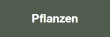 Pflanzen